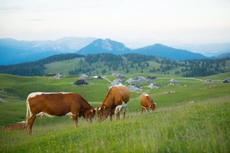 Na Vel'ko prihajajo krav'ce - konec tedna odpiramo Preskarjev muzej (2)